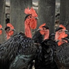 Transylvanian Black Naked Neck chicken in Zalan. Photo: Gabor Xantus.