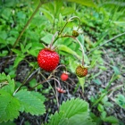 Wild strawberries, Zalan, Transylvania. Photo: count Kalnoky.
